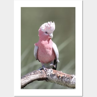 Pink cockatoo Posters and Art